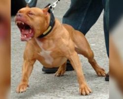 “Aggressive” shelter pit bull to be euthanized, then the police force takes a chance on him