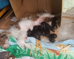 Stray crawls under random porch and gives birth to 9 puppies