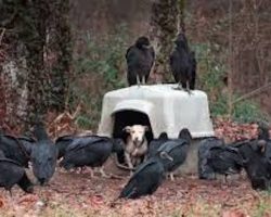 Vultures Were Waiting For A Chained Pit Bull Puppy To Die, But A Photo Changed Her Life