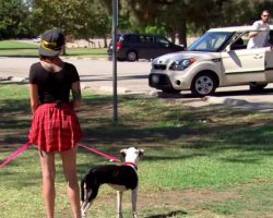 Woman watches a war veteran get out of his car, reunites him with his two lost dogs
