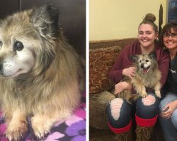 Woman sees sad senior dog’s photo on Facebook, drives 2 hours to adopt him