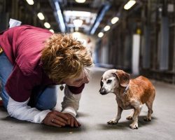 18-Year-Old Blind Dachshund Dumped At Shelter Clings To The First Person Who Makes Her Feel Safe