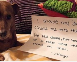 14 Naughty Dogs Who Love Their Dads And Dad’s Stuff