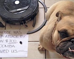 18 Hilariously Naughty Dogs Who Have No Shame