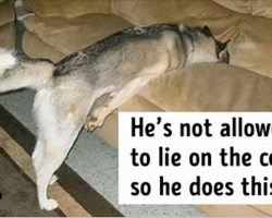 20 Well-Trained Dogs Who Understood the Rules in Their Own Way