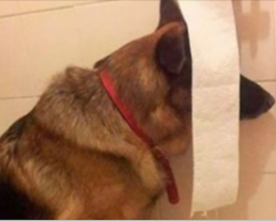 28 Dogs That Think They’ve Found The Perfect Hiding Spot