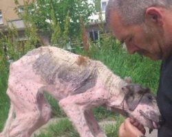 A dying stray was found on the streets, finally gets rescued to safety