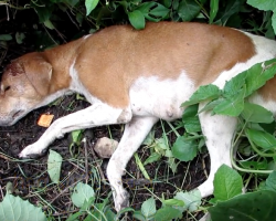 Dog Found In Bushes Can’t Stand Up For Her Rescuers