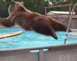 Grizzly bear climbs the pool ladder, then does hilarious faux pas