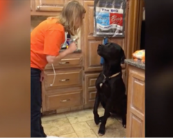 Guilty Labrador offers up an adorable apology for the mess he made