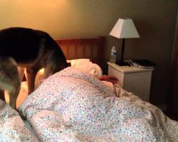 Watch The Hilarious Way This Dog Wakes Up His Owners Every Morning