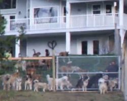 Man adopts 45 dogs, captures the moment he sets them free in their new home