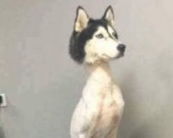 Photo Of Shaved Husky Goes Viral, Sparks Controversy