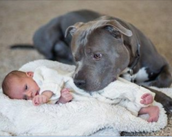 Wife’s afraid pit bull will harm baby and wants him done – but pit bull loves baby unconditionally