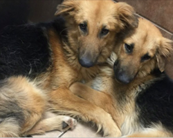 Sick Shelter Dogs Refuse To Be Separated, Then Staff Takes 1 Pic That Changes Their World Forever