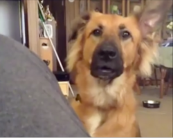 Dog doesn’t get what he wants, throws overly-dramatic fit