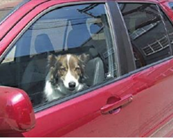 Nevada Makes It Against The Law To Leave Dogs In Hot Cars