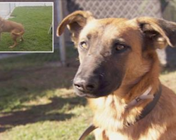 Shelter Dog Is Sad When She Sees Her Old Family Picking Out A New Dog, But Now Our Hearts Are Melting!