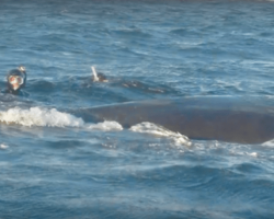 Whale says incredible ‘Thank You’ to the solo diver who rescued him