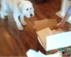 Dog Gets The Best Surprise Gift For His Birthday