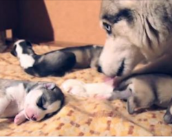Newborn Husky Puppies Take Their First Steps And First Howls