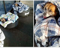 Bus Station Offers Homeless Dogs New Beds And A Warm Place To Stay!