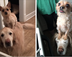 Tiny Dog Uses Her Big Brother To Do Everything, Becomes Internet Sensation