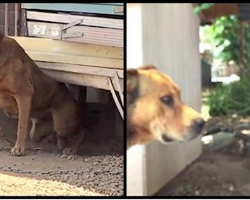 Owner Refuses To Unchain ‘Vicious’ Dog For 10 Years — Until A Neighbor Decides To Break Him Free