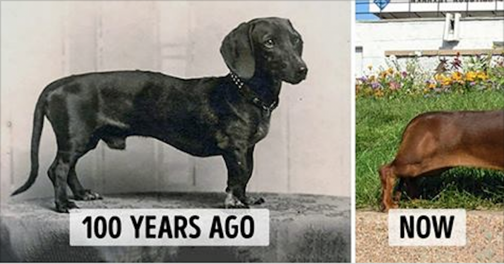 How Dog Breeds Have Changed Over the Last 100 Years