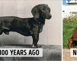 How Dog Breeds Have Changed Over the Last 100 Years