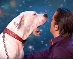 Dog takes the stage and wins over the judges with his special talent