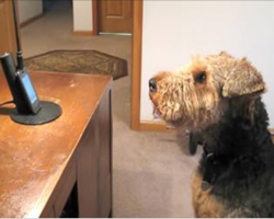 Pup Misses Mommy And Calls Her, She Can’t Stop Laughing At Words He “Says” To Her