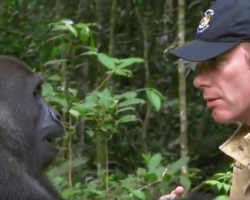 5 Years After Raising Gorilla Their Eyes Meet In The Wild — Ignoring All Warnings, He Walks Too Close