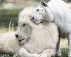 A White Lion and White Tiger Had Babies and the Result is Absolutely Stunning!