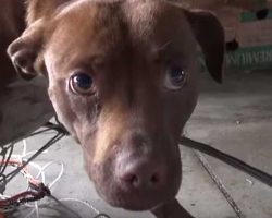 See How Trembling Stray Pup Thanks Rescuer When She Realizes She’s Finally Safe