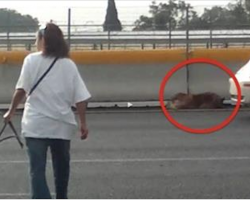 Woman Braves Busy Freeway To Rescue Injured Dog When No One Else Would