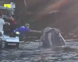 A whale kept swimming up. That’s when fishermen noticed something was wrong