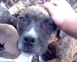 This Video About Abandoned Dogs Will Make You Rethink Humanity. Everyone Should See.