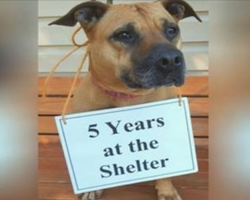 She Was Left At A Shelter When Her Owner Died. 5 Years Later, She’s Still Waiting For A Loving Home