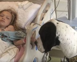 George: The Great Dane Service Dog Had the Best Dog Day