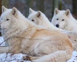 Arctic wolves howling a beautiful song