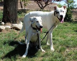 Family Adopts Disabled Dogs Who Find A Home In Each Other