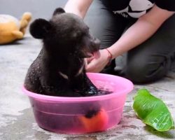 Too cute to be true 4-month-old cub gets a bath, but don’t miss when he grabs the apple