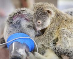 Baby Koala Stays With His Mother During Her Life-Saving Surgery