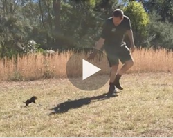 He takes a baby Tasmanian Devil out for its first run, and when it starts chasing him around…