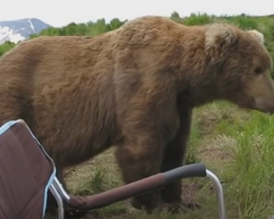 Man Relaxing In Camping Chair Gets Big Shock When A Bear Decides To Sit Next To Him