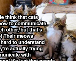 Fascinating Facts About Cats That Even Crazy Cat Ladies Don’t Know