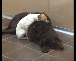 Dumped at a shelter together, these two dogs are inseparable