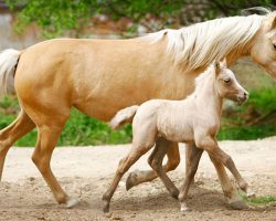 Daisy The Horse Is A Very Proud Mom Of Her Extremely Rare Twin Foals