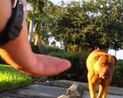 ‘Hopeless’ Stray Refused To Be Rescued, Until A Hero Held Out His Hand. AMAZING!